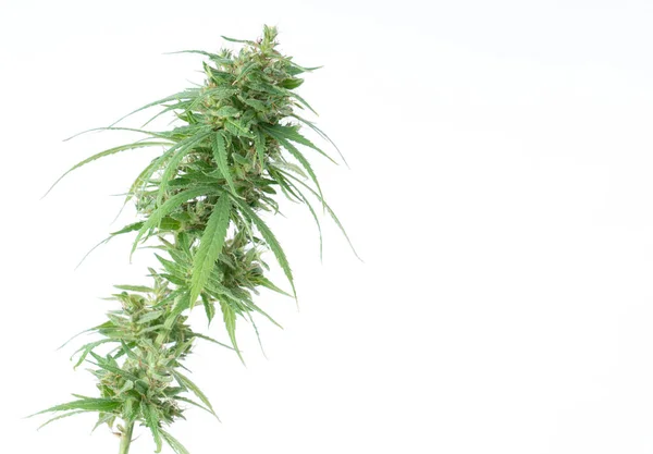 Verse marihuana bloem geïsoleerd — Stockfoto