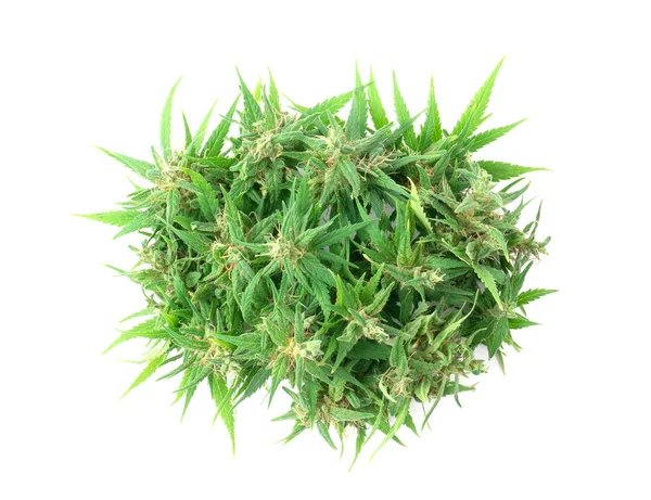 Färsk marijuana blomma isolerad — Stockfoto