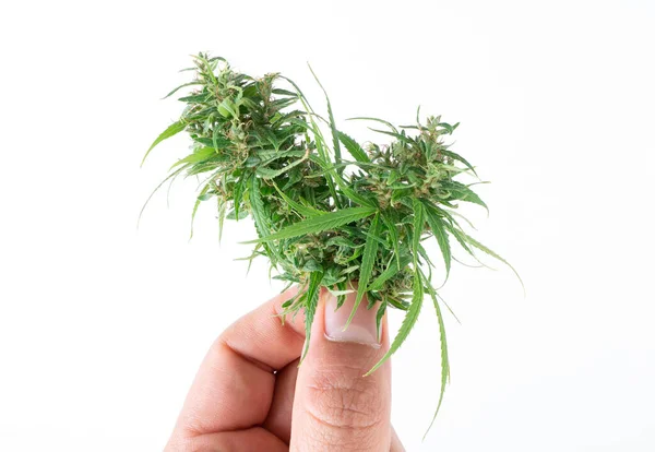 Hand met verse marihuana — Stockfoto