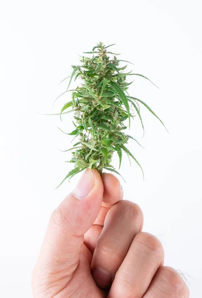 Hand met verse marihuana — Stockfoto