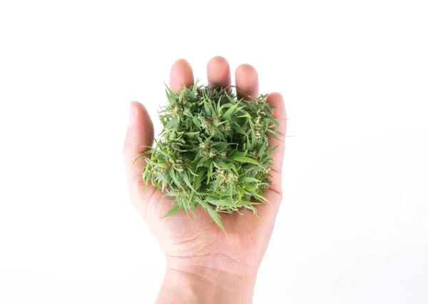 Hand holding fresh marijuana — Stock Photo, Image