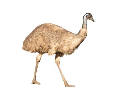australian emu isolated on white background clipart