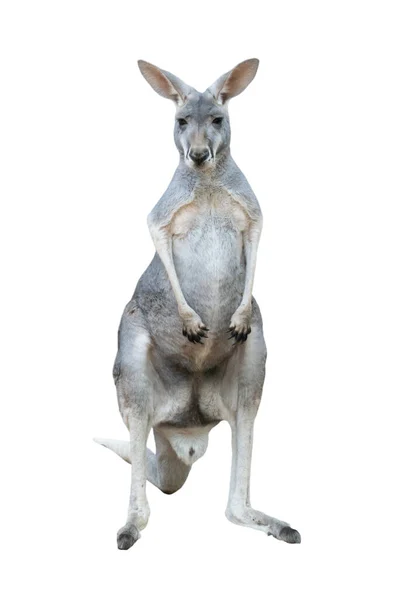 Gray Kangaroo Isolated White Background — Stock Photo, Image