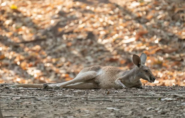 Kangaroo Lying Ground — Stock Photo, Image