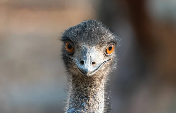 Nahaufnahme Von Kopf Und Hals Eines Emu — Stockfoto