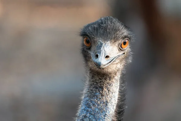 Nahaufnahme Von Kopf Und Hals Eines Emu — Stockfoto