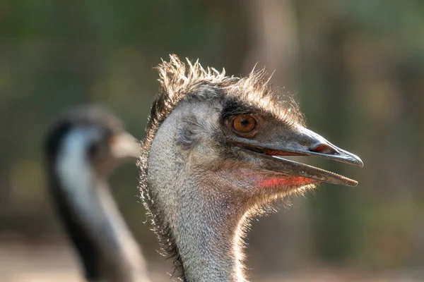 Nahaufnahme Von Kopf Und Hals Eines Emu — Stockfoto