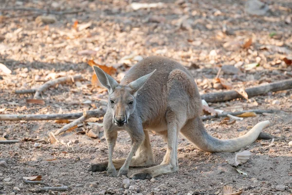 Canguro Rosso Piedi Nello Zoo — Foto Stock