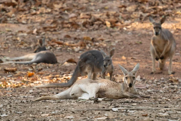 Kangaroo Lying Ground — Stock Photo, Image