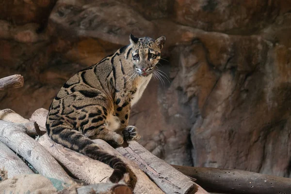 Chmurzony Leopard Zbliżenie Portret Zoo — Zdjęcie stockowe