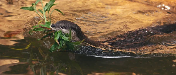 Pequeña Nutria Asiática Con Garras Aonyx Cinereus Río — Foto de Stock