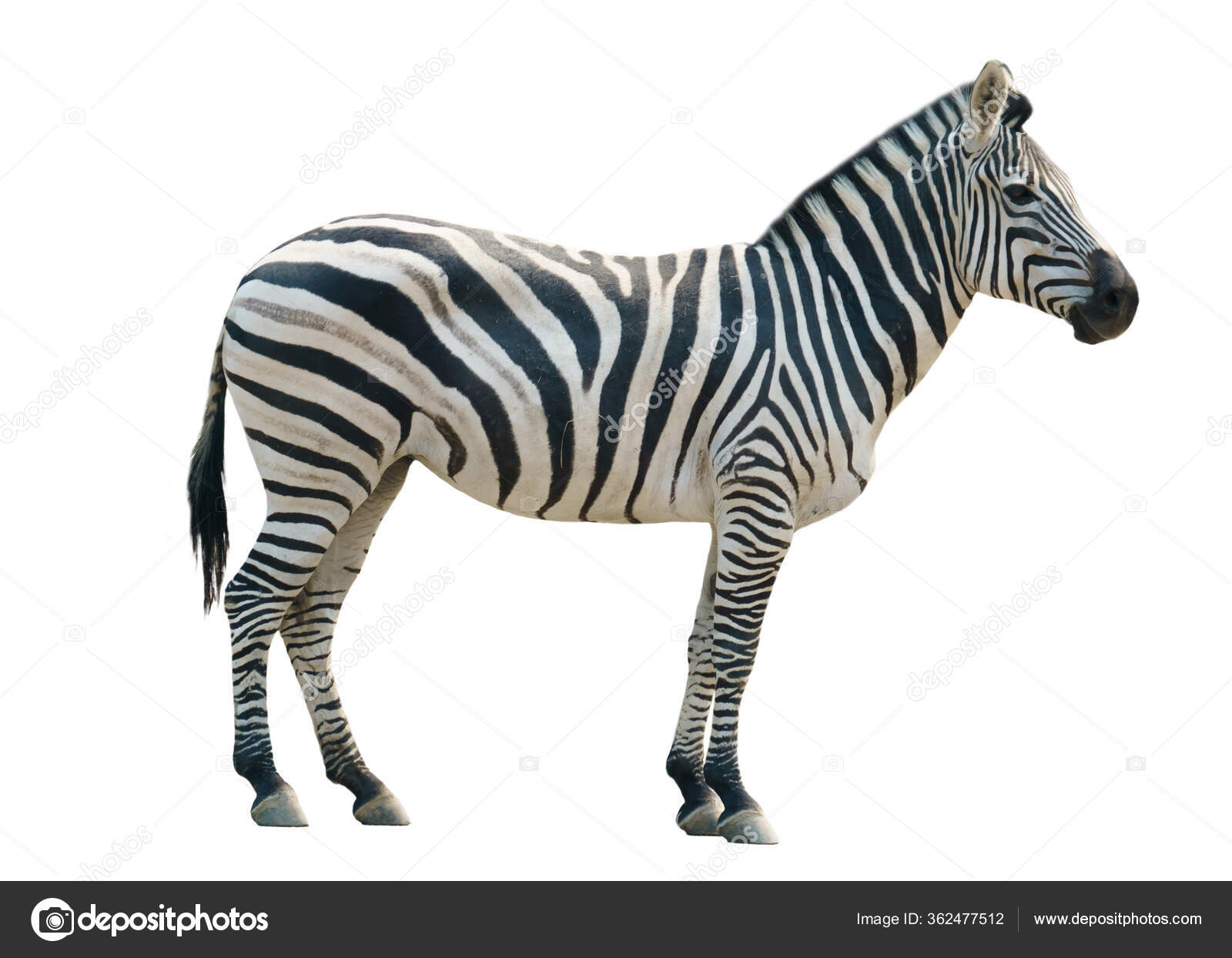 Zebra Isolated White Background Stock Photo by ©anankkml 362477512
