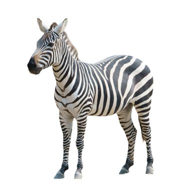 beyaz arkaplanda izole edilmiş zebra