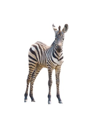 Genç zebra beyaz arkaplanda izole edilmiş