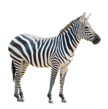 beyaz arkaplanda izole edilmiş zebra