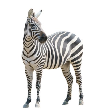 beyaz arkaplanda izole edilmiş zebra
