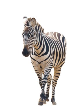 beyaz arkaplanda izole edilmiş zebra