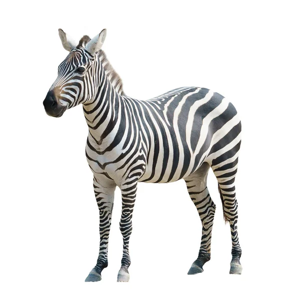 Zebra Izolowana Białym Tle — Zdjęcie stockowe