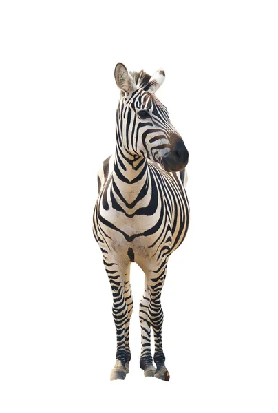 Zebra Geïsoleerd Witte Achtergrond — Stockfoto