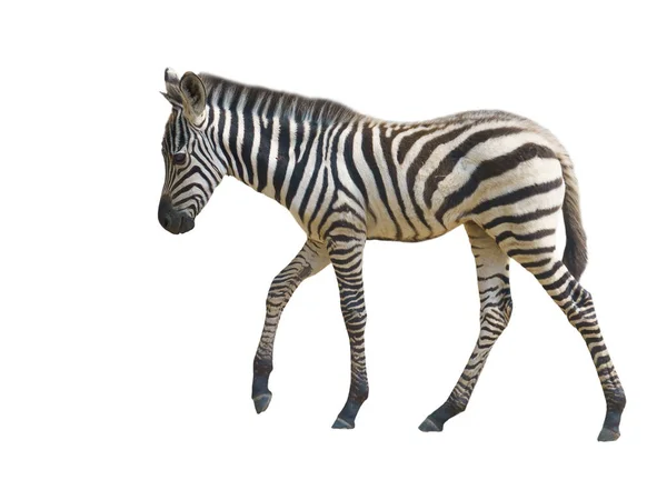 Młoda Zebra Izolowana Białym Tle — Zdjęcie stockowe