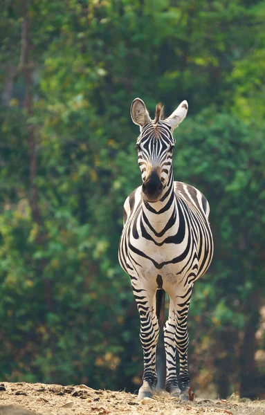 Cebra Sola Zoológico —  Fotos de Stock