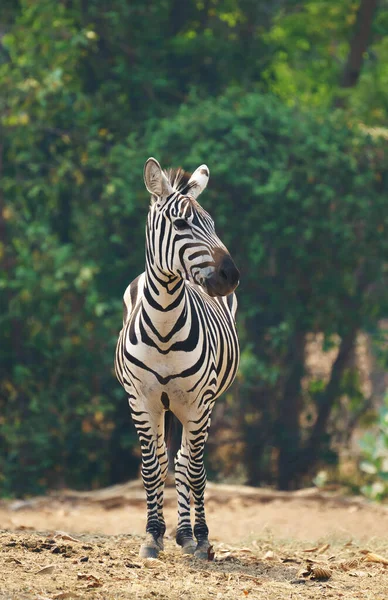 Zebra Stojąca Sama Zoo — Zdjęcie stockowe