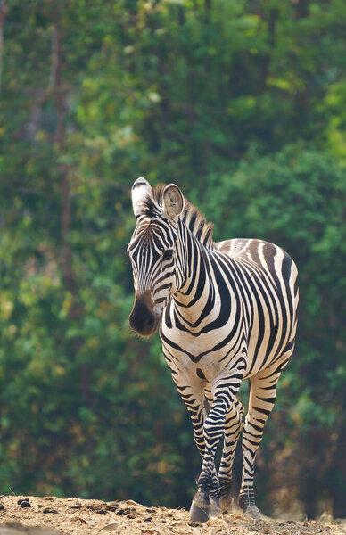 Zebra standing alone in zoo