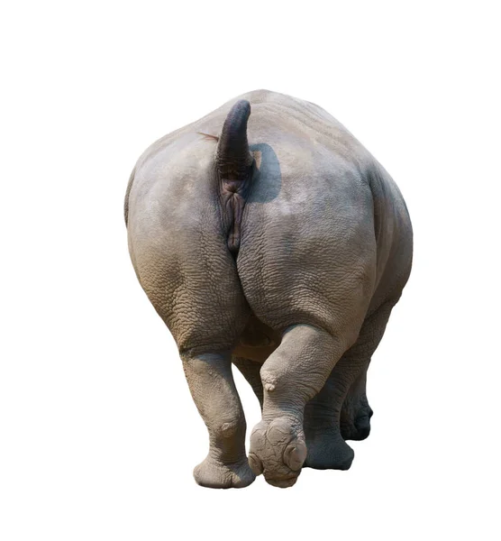 Nosorožec Tuponosý Izolovaných Bílém Pozadí — Stock fotografie