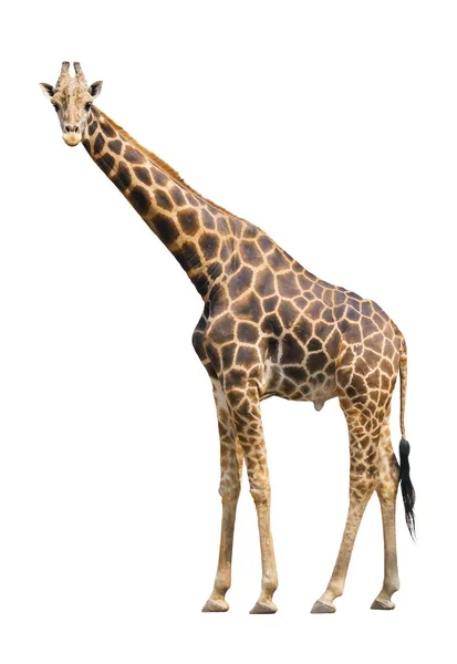 Girafa Isolada Sobre Fundo Branco — Fotografia de Stock