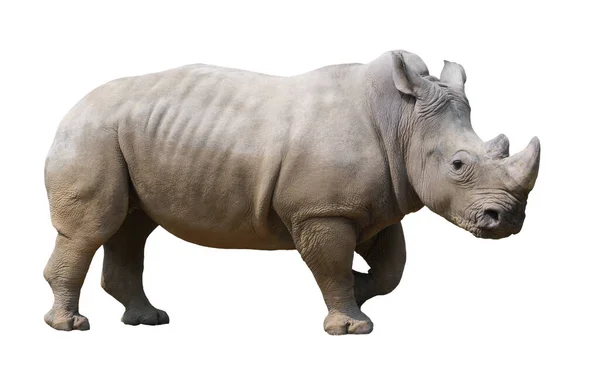 Rinoceronte Branco Isolado Sobre Fundo Branco — Fotografia de Stock