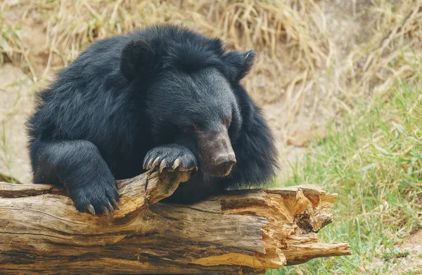 Oso Negro Asiático Oso Luna — Foto de Stock