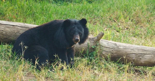 Asiatic Black Bear Moon Bear — Stock Photo, Image