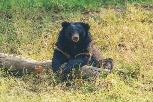 Asiatic Black Bear Moon Bear — Stock Photo, Image