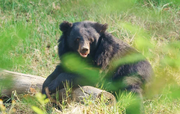 Asiatic Black Bear Moon Bear — Stock Photo, Image