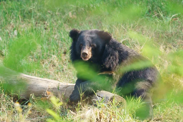 Ours Noir Asiatique Ours Lunaire — Photo