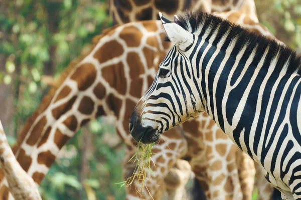 Zebras Fressen Frisches Grünes Gras — Stockfoto