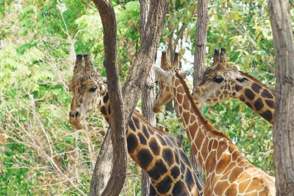 Cabeça Tiro Grupo Girafa Floresta — Fotografia de Stock