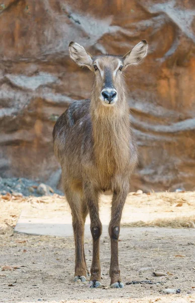 Waterbuck Femminile Piedi Solo Nello Zoo — Foto Stock