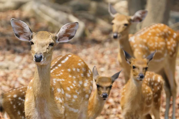 Gruppo Cervi Sika Femmina Cervi Cerbiatti — Foto Stock