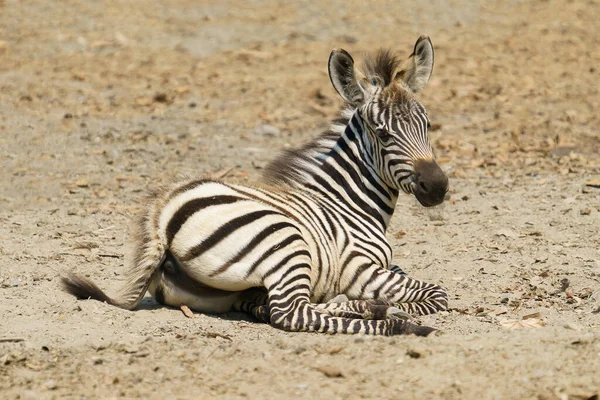 Ung Zebra Hviler Jorden Alene - Stock-foto