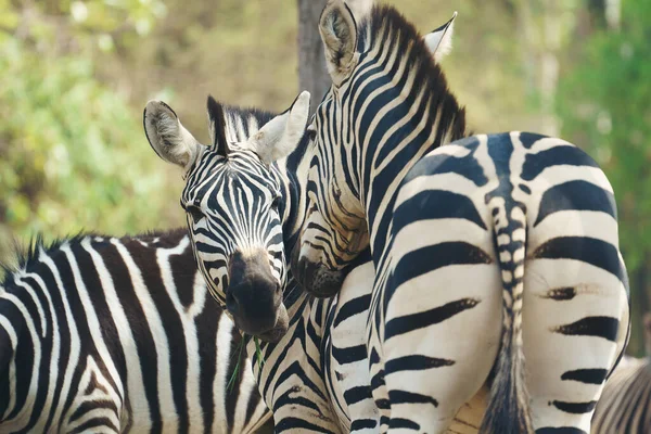 Zebras Fressen Frisches Grünes Gras — Stockfoto