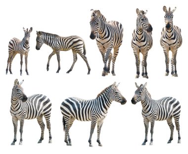 adout ve genç zebra beyaz arkaplanda izole edilmiş