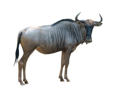 Antilop ya da gnu beyaz arkaplanda izole edilmiş.