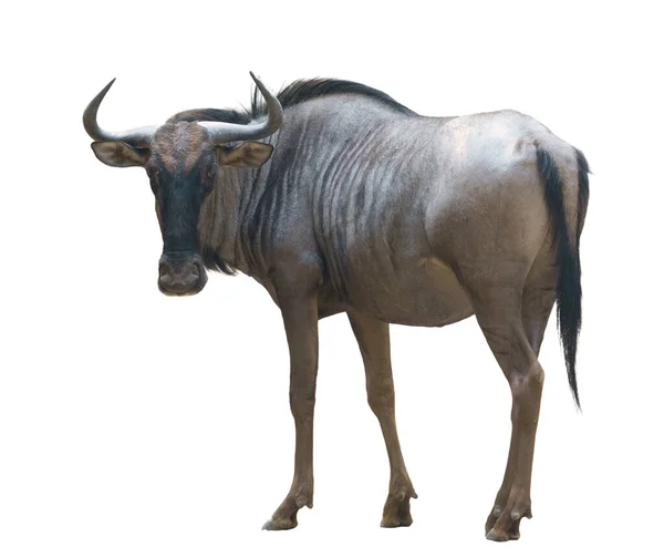Wildebeest Gnu Isolated White Background — Stock Photo, Image