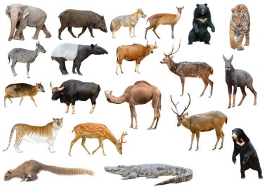 collection of asia animal isolated on white background clipart