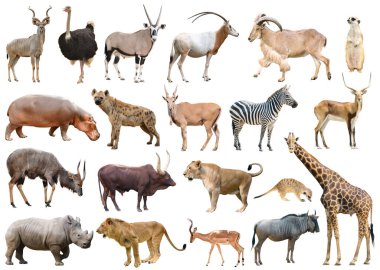 Beyaz arka planda izole edilmiş Afrika hayvanları koleksiyonu