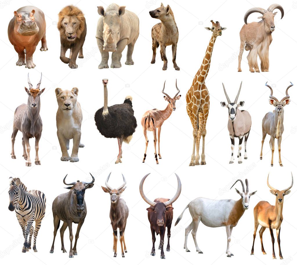 collection of africa animal isolated on white background