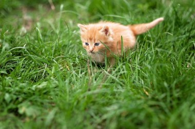 Yeşil bahar çimen de sevimli küçük kırmızı kedi