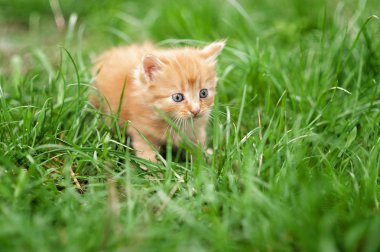 Yeşil bahar çimen de sevimli küçük kırmızı kedi