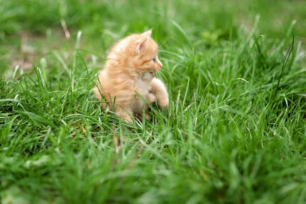 Aranyos kis vörös cica zöld tavaszi fű — Stock Fotó